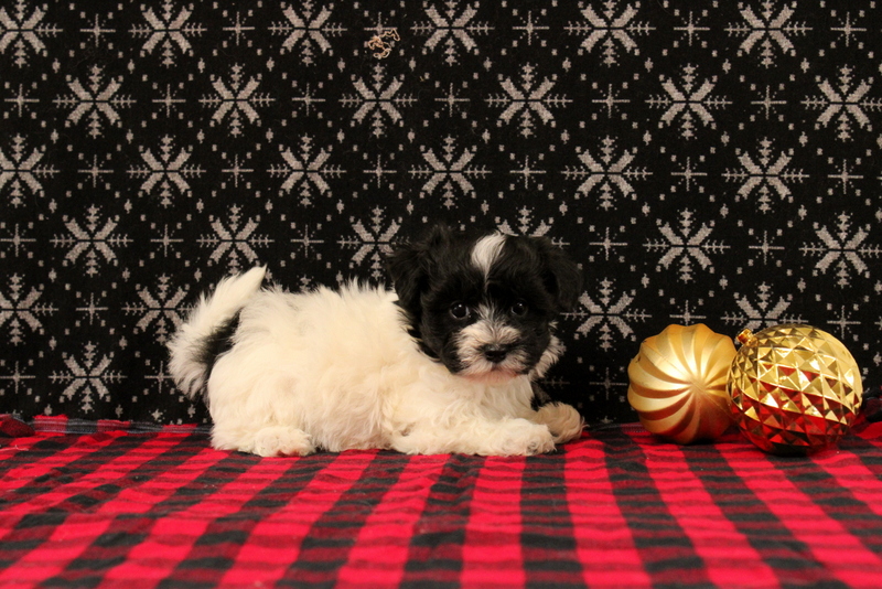 puppy, for, sale, Maltipoo, Matthew B. Stoltzfus, dog, breeder, Gap, PA, dog-breeder, puppy-for-sale, forsale, nearby, find, puppyfind, locator, puppylocator, aca